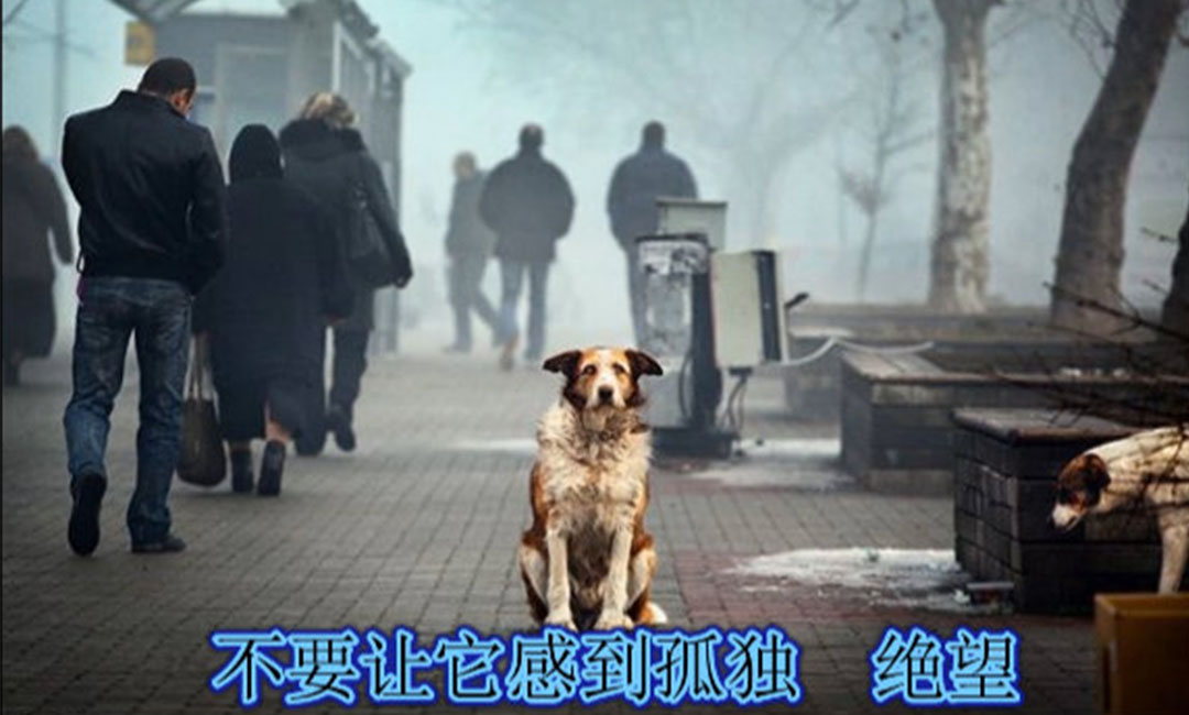 丹东爱影圈微博微信转发案例